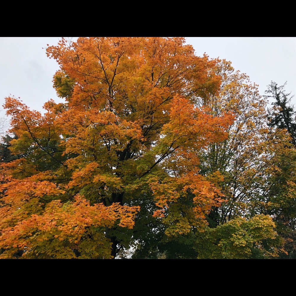 Meet your Posher, Francie